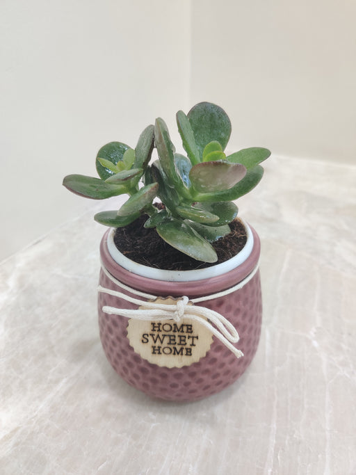 Decorative Crassula succulent for office desks