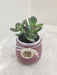 Decorative Crassula succulent for office desks