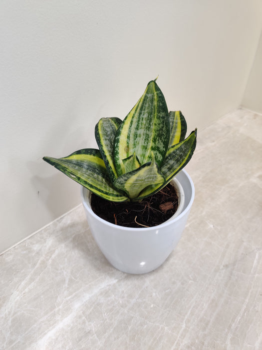Easy-Care Snake Plant for Indoor Office Environment