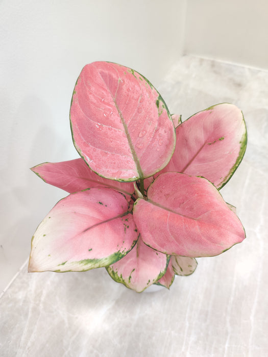 Mood-enhancing Aglaonema with pink foliage