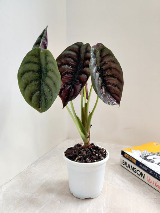 Air-purifying Alocasia Cuprea for indoor decor