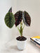 Air-purifying Alocasia Cuprea for indoor decor