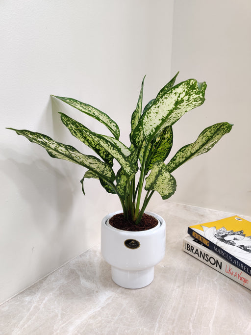 Snow White Aglaonema perfect for corporate gifting