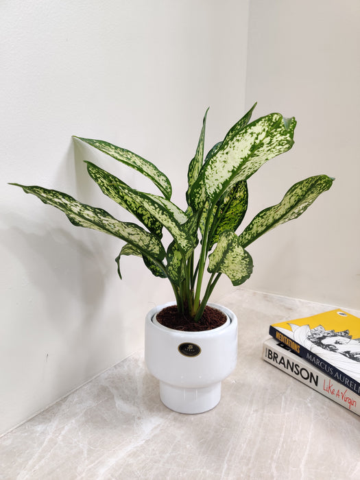 Snow White Aglaonema perfect for corporate gifting