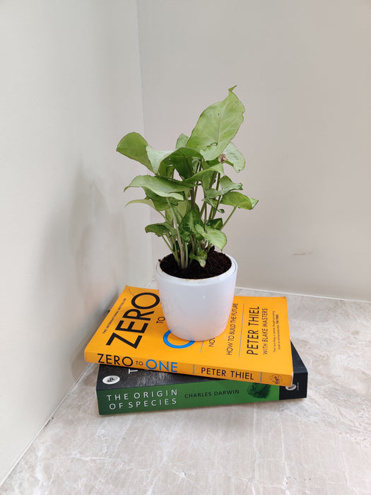 Healthy air-purifying Syngonium gift
