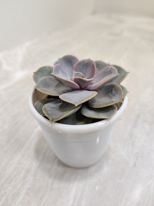 Echeveria-Pearl-Nurnberg-Purple-Hued-Indoor-Succulent