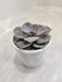 Echeveria-Pearl-Nurnberg-Purple-Hued-Indoor-Succulent