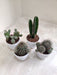 Mixed Collection of Robust Cacti