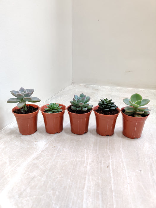 Variety of Five Indoor Succulent Plants