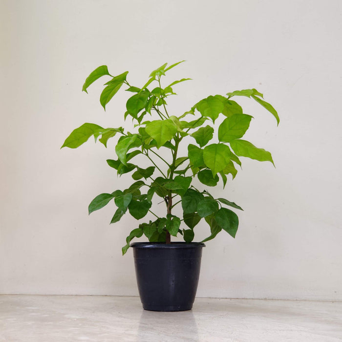 Radermachera Golden Plant In 15 cm pot