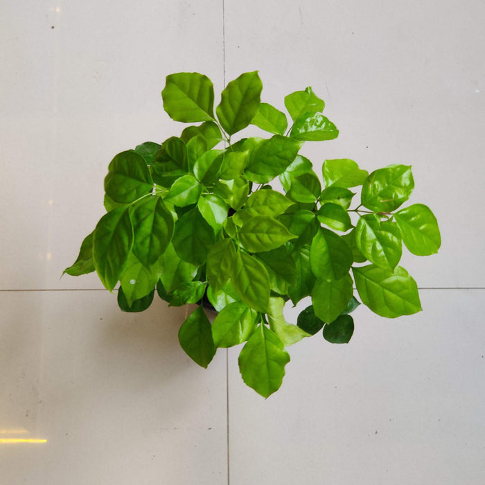 Radermachera Golden Plant In 15 cm pot