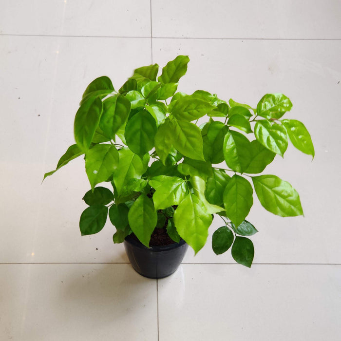 Radermachera Golden Plant In 15 cm pot