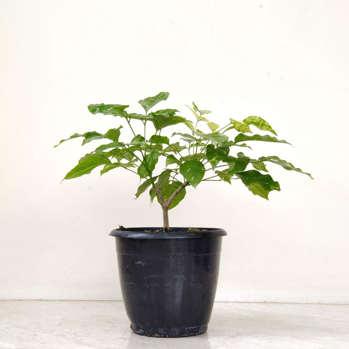 Radermachera Variegated Chinadoll In  12 Cm Pot