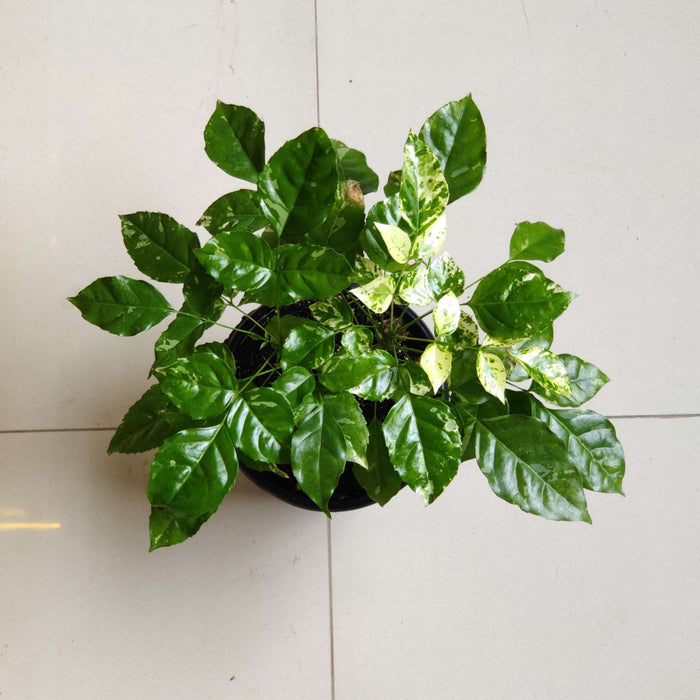 Radermachera Variegated Chinadoll In  12 Cm Pot