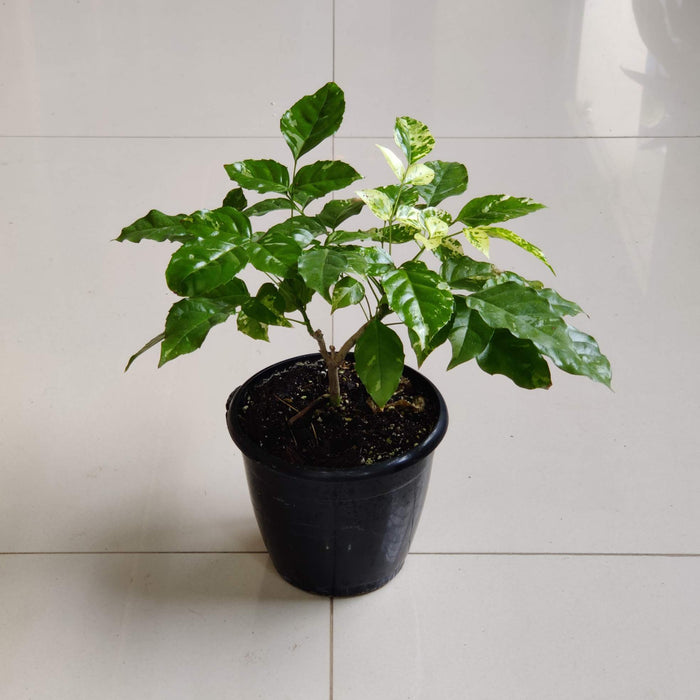 Radermachera Variegated Chinadoll In  12 Cm Pot