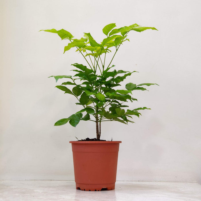 Golden Radermachera Plant In 12 Cm Pot