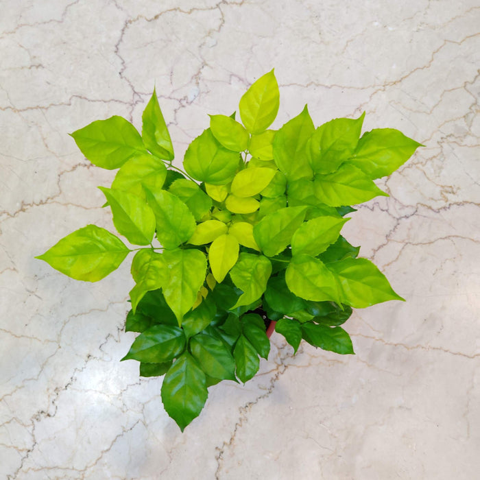 Golden Radermachera Plant In 12 Cm Pot