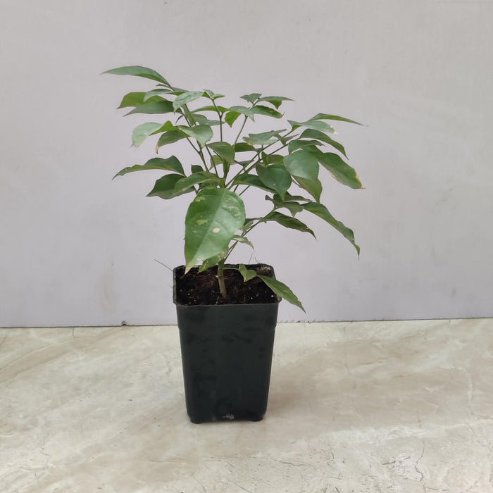 Radermachera Green Plant 8.5 cm pot
