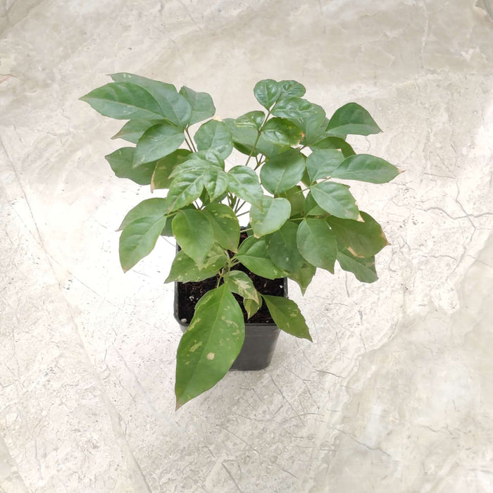 Radermachera Green Plant 8.5 cm pot