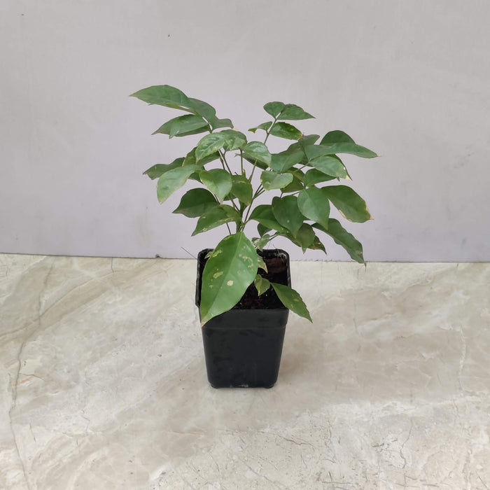 Radermachera Green Plant 8.5 cm pot