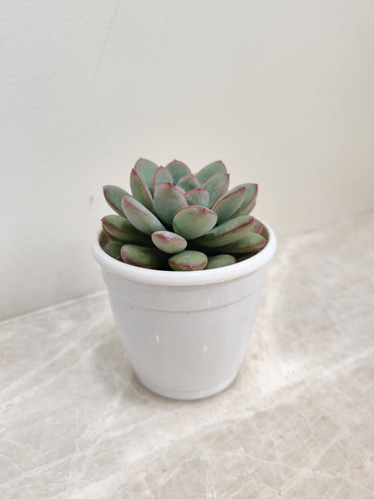 Low Maintenance Frosty Leaf Echeveria