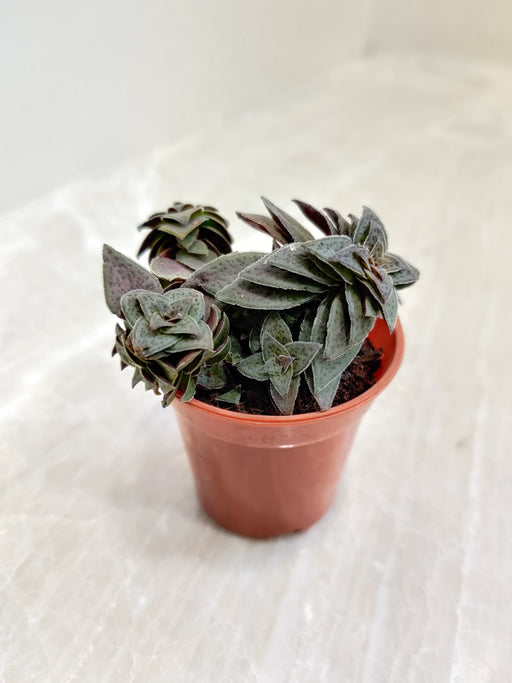 tiger jade plant Rare Tiger Jade Crassula