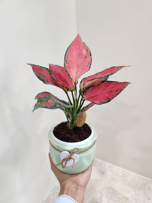 aglaonema red beauty Buy Aglaonema Red Beauty Plant