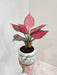 Red Beauty Aglaonema in pot, perfect corporate gift.