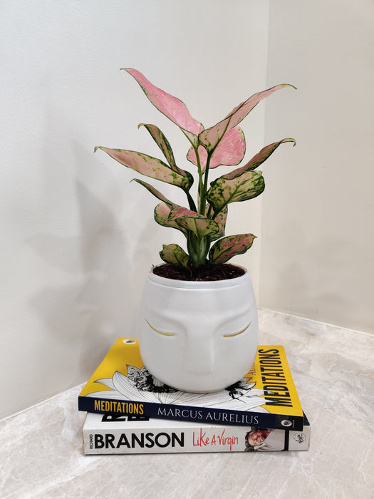 Air-purifying Aglaonema plant perfect for corporate spaces
