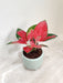 Red Aglaonema plant purifying indoor air