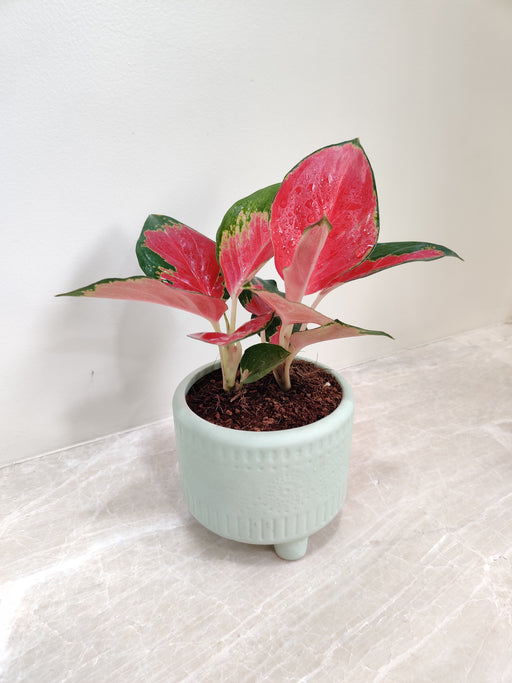 Aglaonema China Red in green ceramic pot for desk