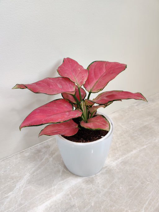 Lush Red Aglaonema Indoor Plant in White Pot