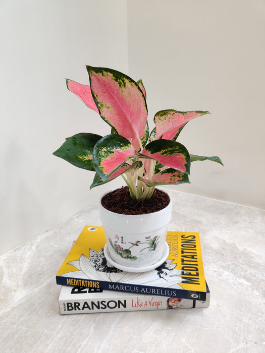 Aglaonema's contrasting red and green leaves