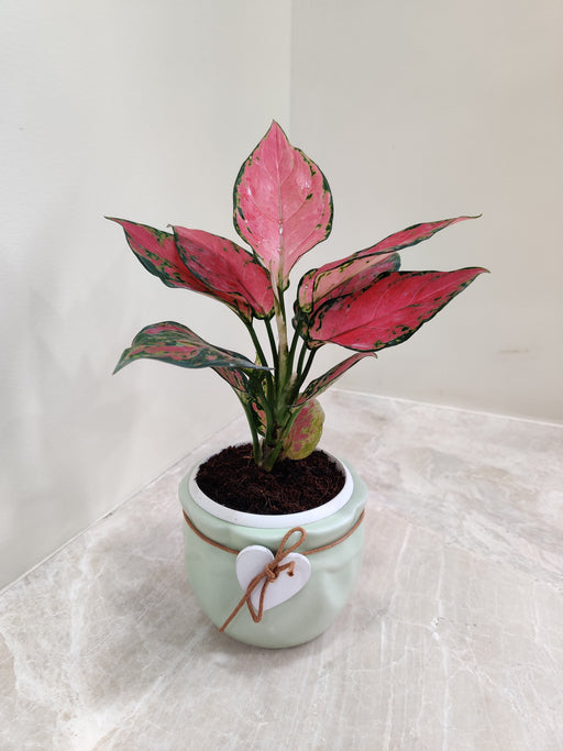 Aglaonema Red Beauty plant in a green ceramic pot for corporate gifting.