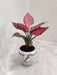 Aglaonema Red Beauty plant in a green ceramic pot for corporate gifting.