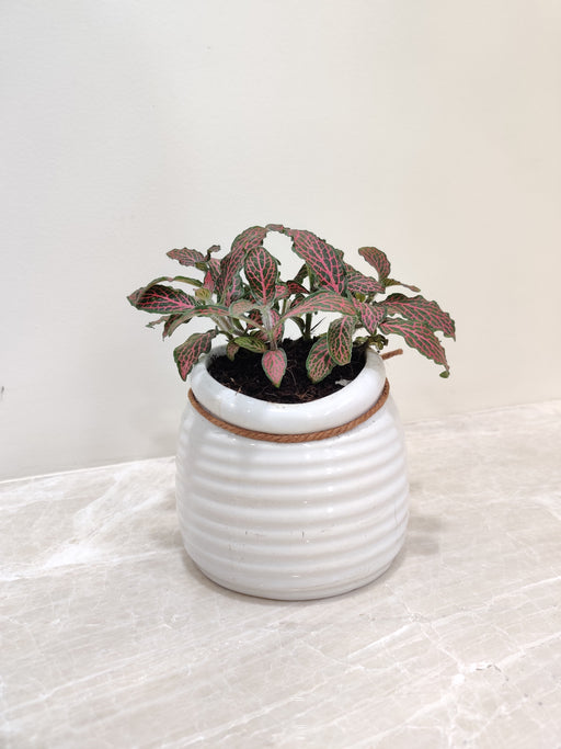 Red Fittonia plant in white ceramic pot for corporate gifting