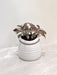 Red Fittonia plant in white ceramic pot for corporate gifting