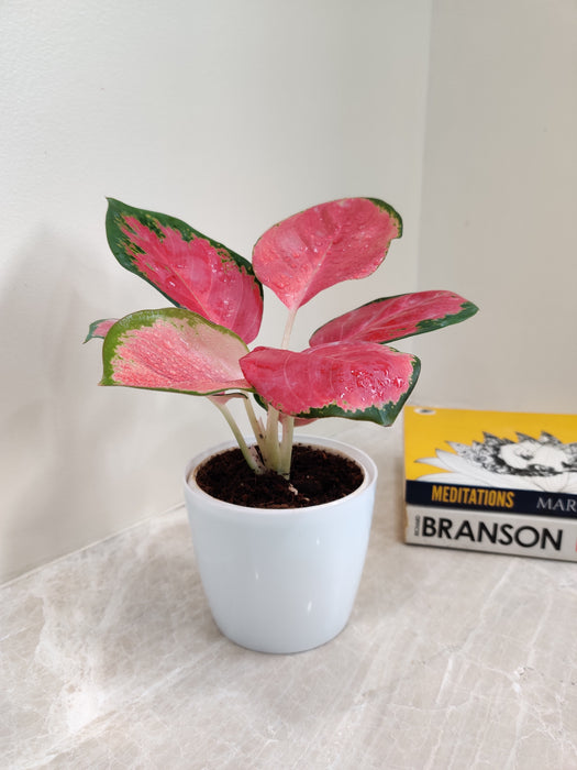 Vibrant red and green leafed Aglaonema China Red