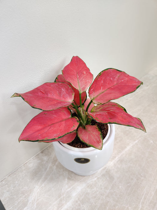 Vibrant red-leaved Aglaonema Diamond, an ideal corporate gift