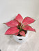 Vibrant red-leaved Aglaonema Diamond, an ideal corporate gift