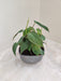Eco-friendly Red Philodendron plant for corporate gifts