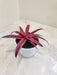 Ruby Star Cryptanthus in white pot