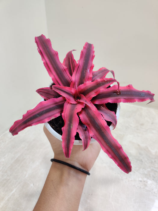 Bold Red Star Cryptanthus plant