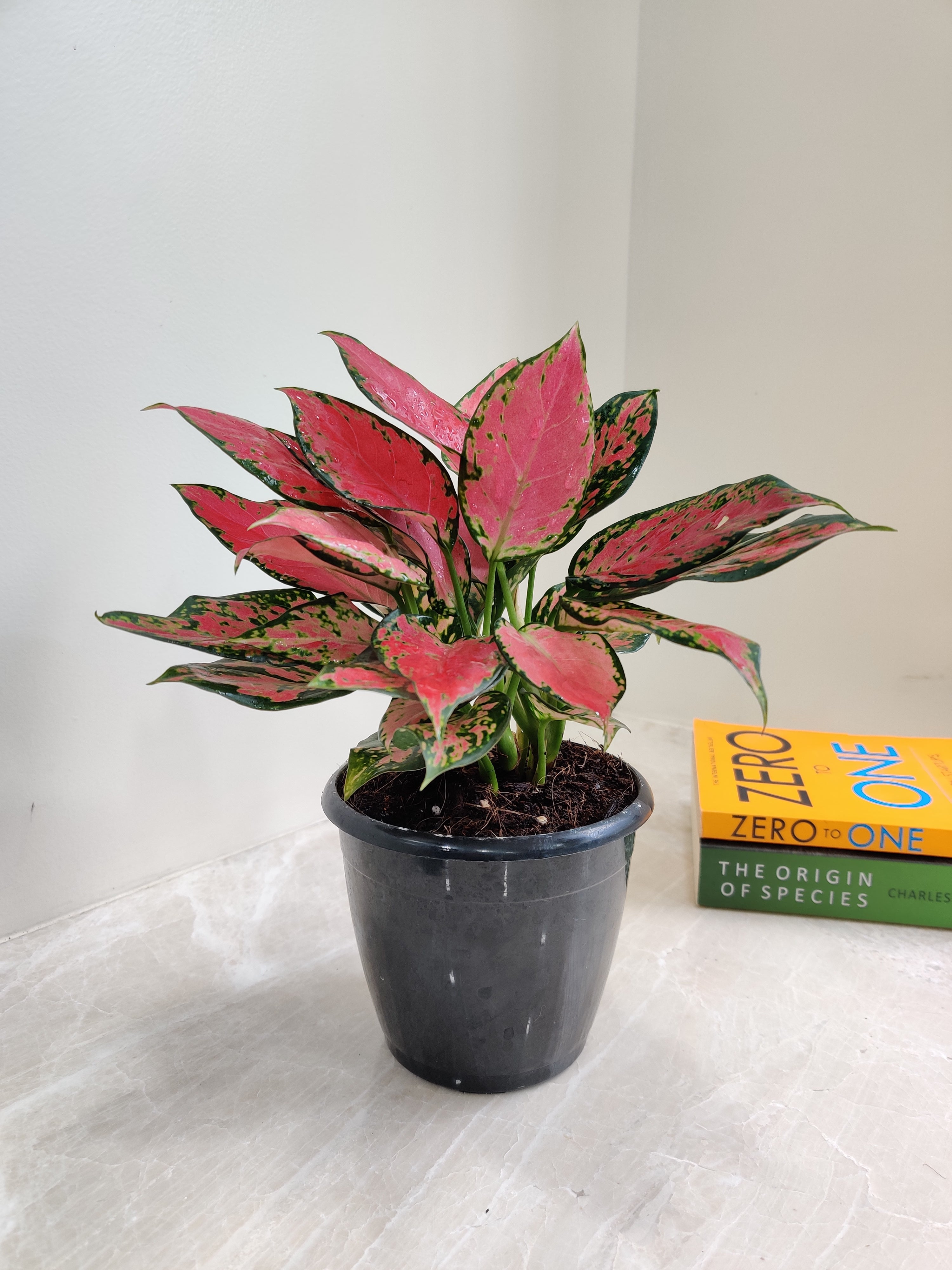 aglaonema valentine plant Vibrant Aglaonema Red Valentine Plant