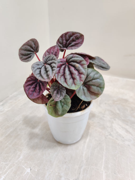 Luna Red Peperomia with Velvet Leaves