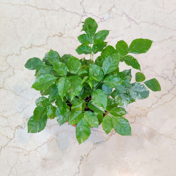 Redmachera Green Plant In 13.5 Cm Pot