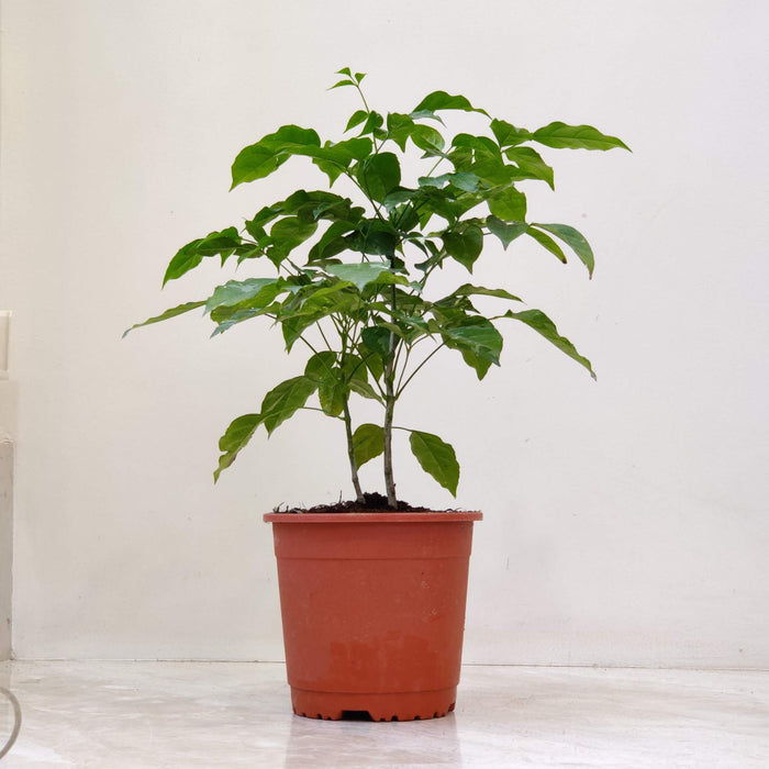 Redmachera Green Plant In 13.5 Cm Pot