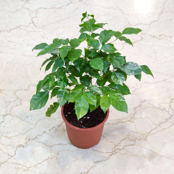 Redmachera Green Plant In 13.5 Cm Pot