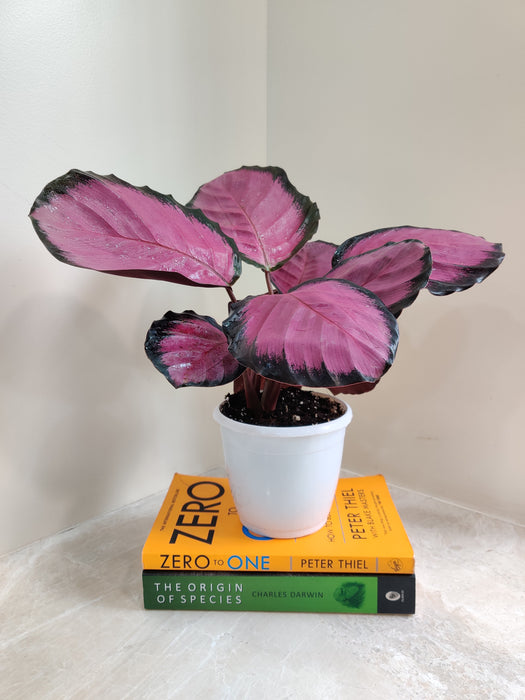 Relaxing Pink Calathea indoor houseplant
