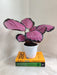 Relaxing Pink Calathea indoor houseplant